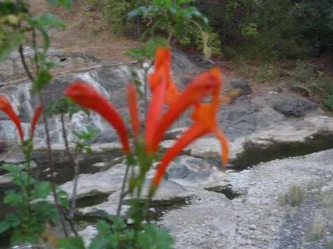 Flowers Stock Photos