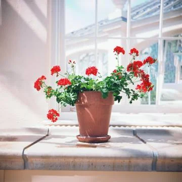 Flowers Stock Photos