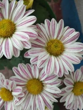 Flowers A 写真素材