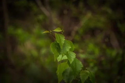 Flowers Stock Photos
