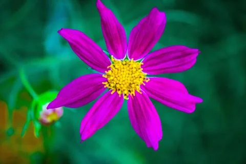 Flowers Stock Photos