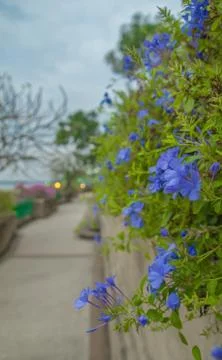 Flowers Stock Photos