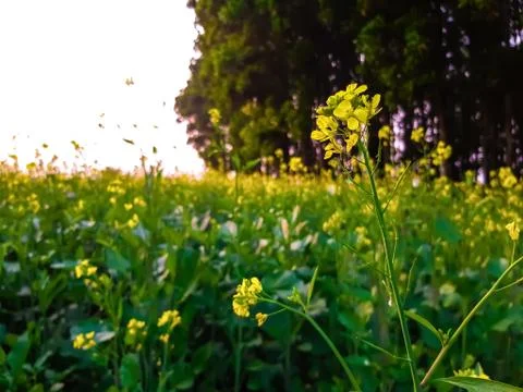 Flowers Stock Photos