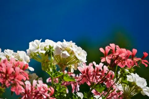 Flowers Stock Photos