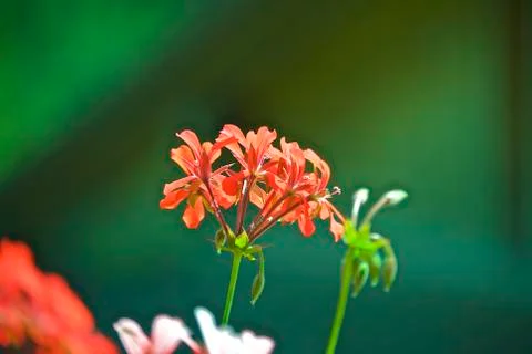 Flowers Stock Photos