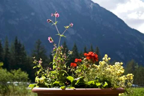 Flowers Stock Photos