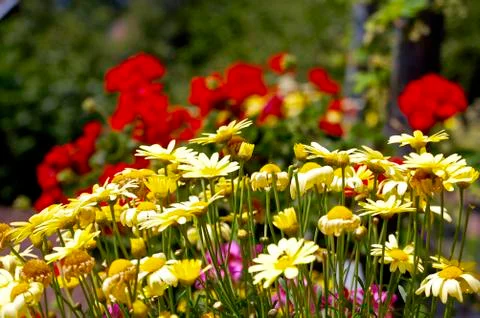 Flowers Stock Photos