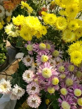 Flowers 스톡 사진