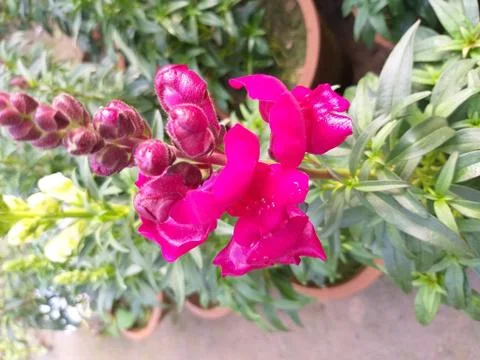 Flowers 스톡 사진