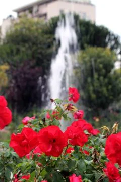 Flowers Stock Photos