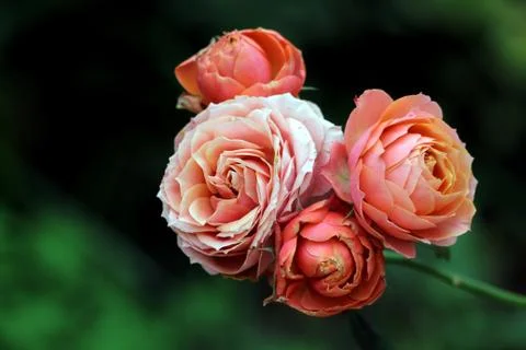 Flowers Stock Photos