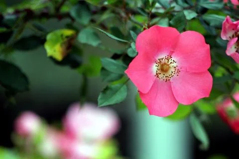 Flowers Stock Photos