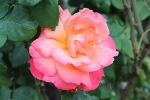 Flowers Stock Photos