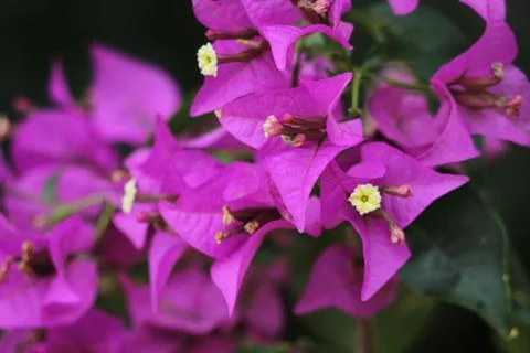 Flowers Stock Photos