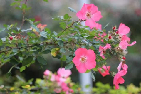 Flowers Stock Photos