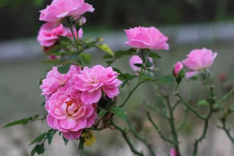 Flowers Stock Photos