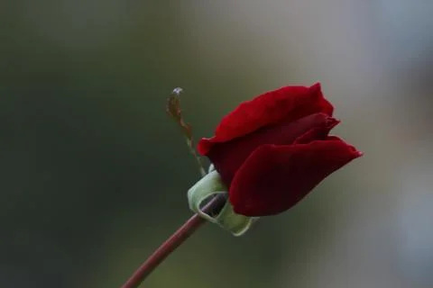 Flowers Stock Photos