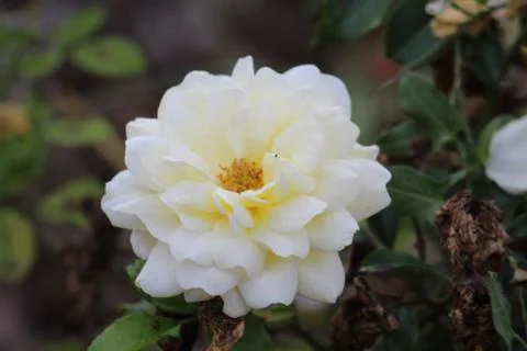 Flowers Stock Photos