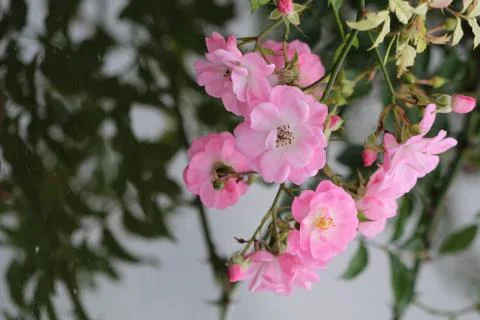Flowers Stock Photos