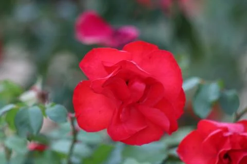 Flowers Stock Photos