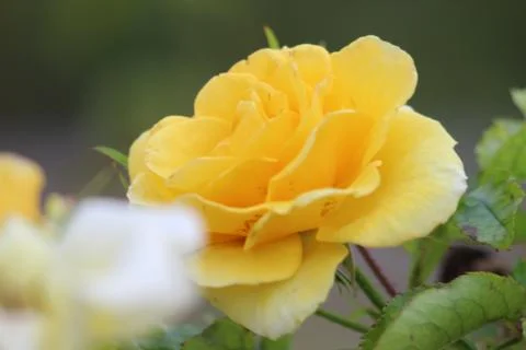 Flowers Stock Photos