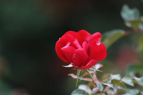 Flowers Stock Photos