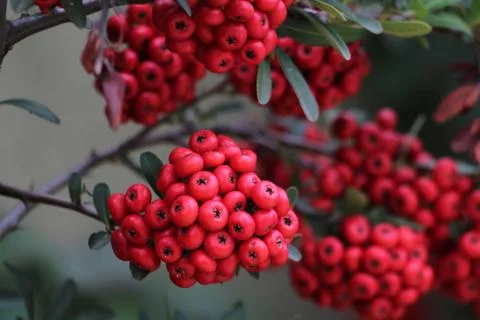 Flowers Stock Photos