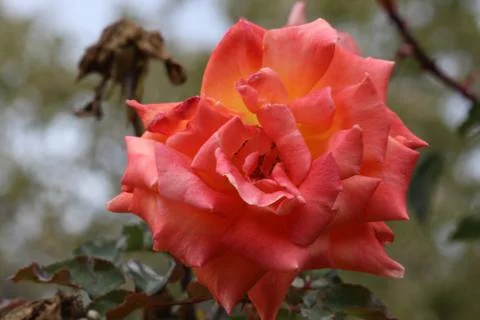 Flowers Stock Photos