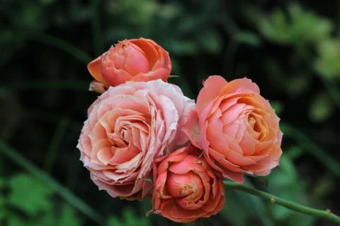 Flowers Stock Photos