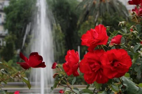 Flowers Stock Photos