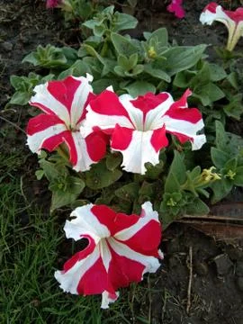 Flowers Stock Photos