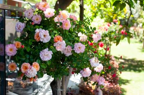 The flowers Stock Photos