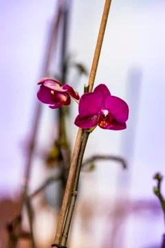 Flowers Foto stock