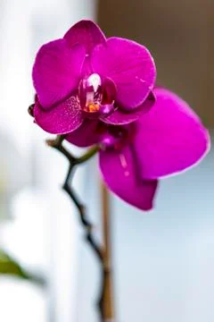 Flowers Foto stock