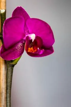 Flowers Foto stock