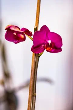 Flowers Foto stock