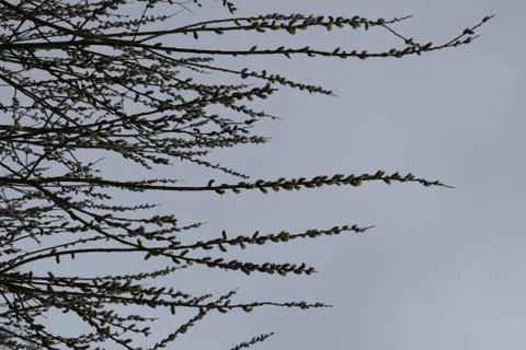 Flowers Stock Photos