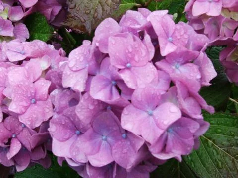 Flowers Stock Photos