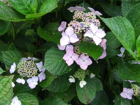 Flowers Stock Photos