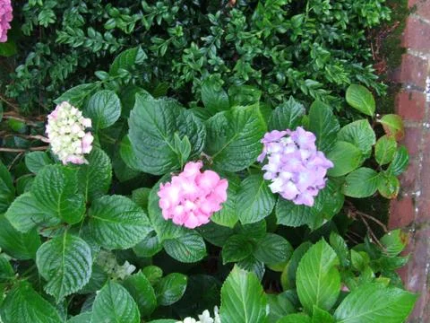 Flowers Stock Photos