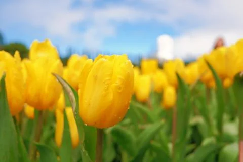 Flowers Stock Photos