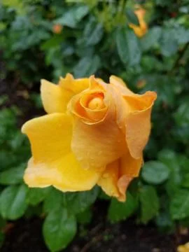 Flowers Stock Photos