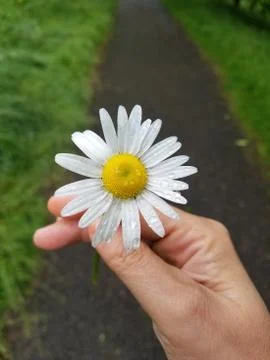 Flowers Stock Photos