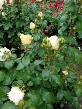 Flowers Stock Photos