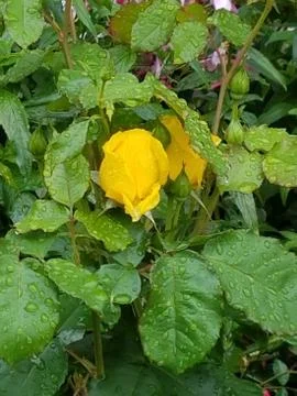 Flowers Stock Photos