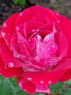 Flowers Stock Photos