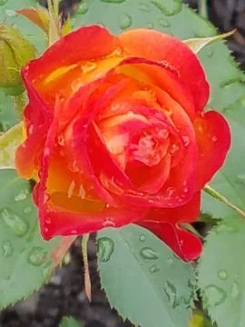 Flowers Stock Photos