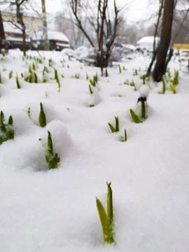 Flowers Stock Photos