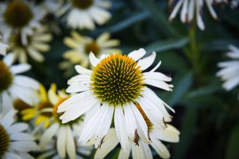Flowers Stock Photos