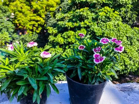 Flowers Stock Photos